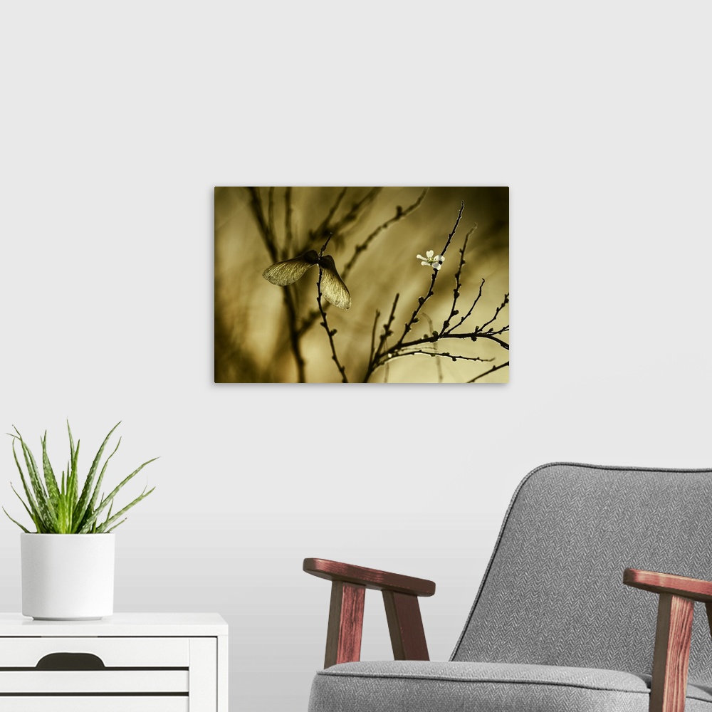 A modern room featuring Two seeds hanging onto a small twig in golden afternoon sunlight.