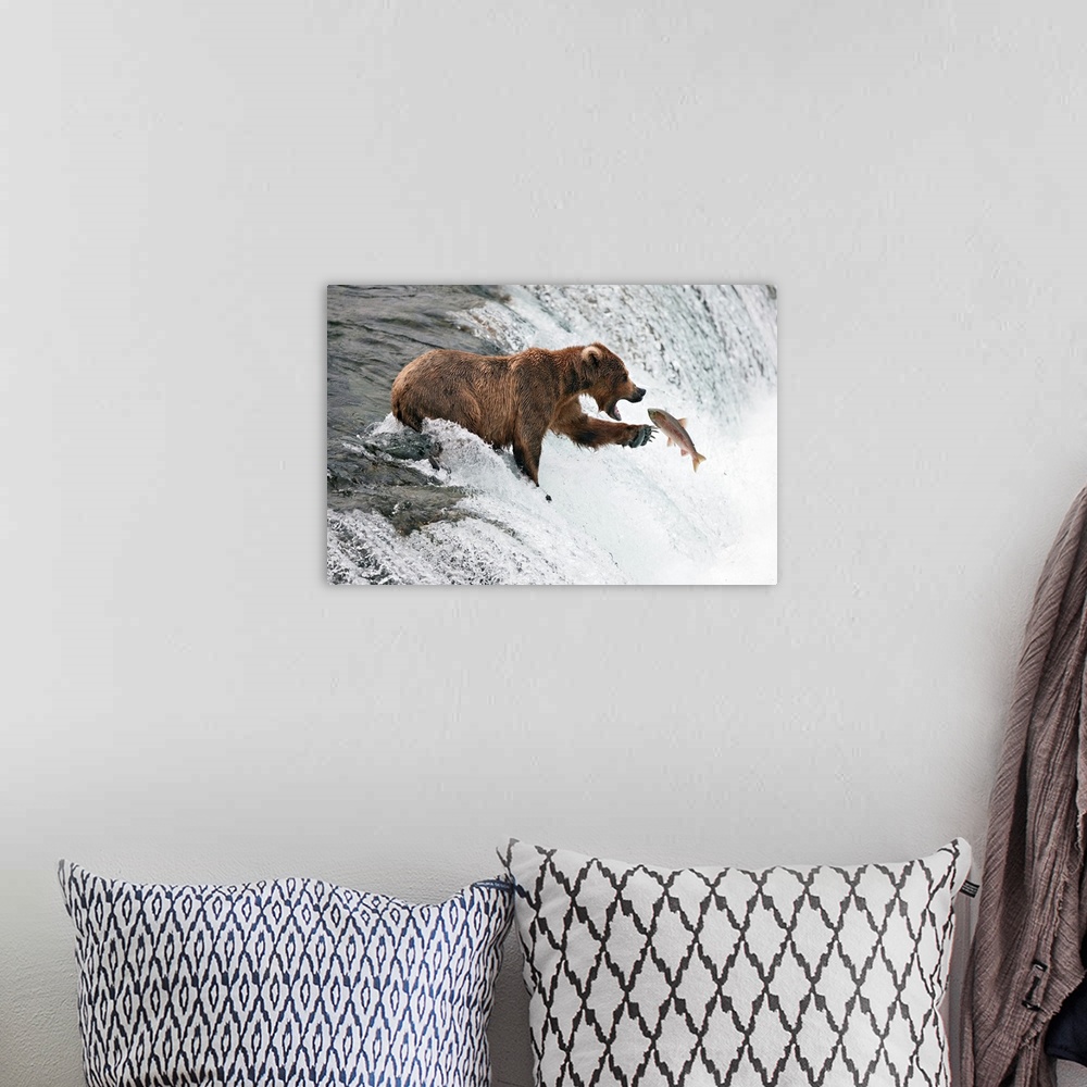 A bohemian room featuring A grizzly bear standing on the edge of a waterfall reaches out to catch a fish flying through the...