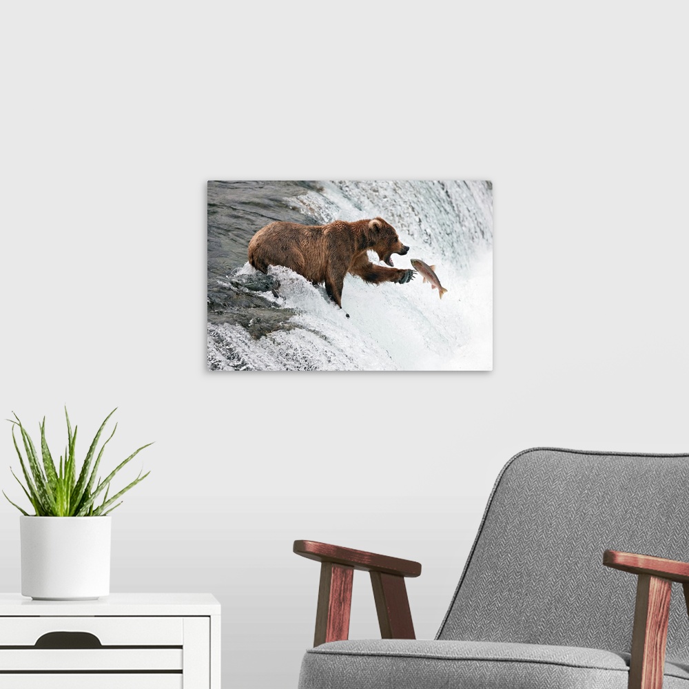 A modern room featuring A grizzly bear standing on the edge of a waterfall reaches out to catch a fish flying through the...