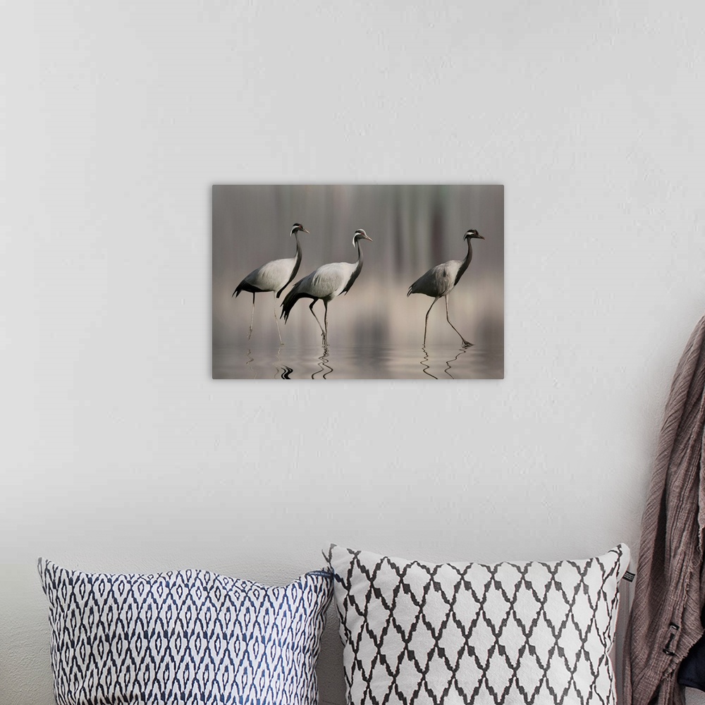 A bohemian room featuring Three Demoiselle cranes walking in shallow water.