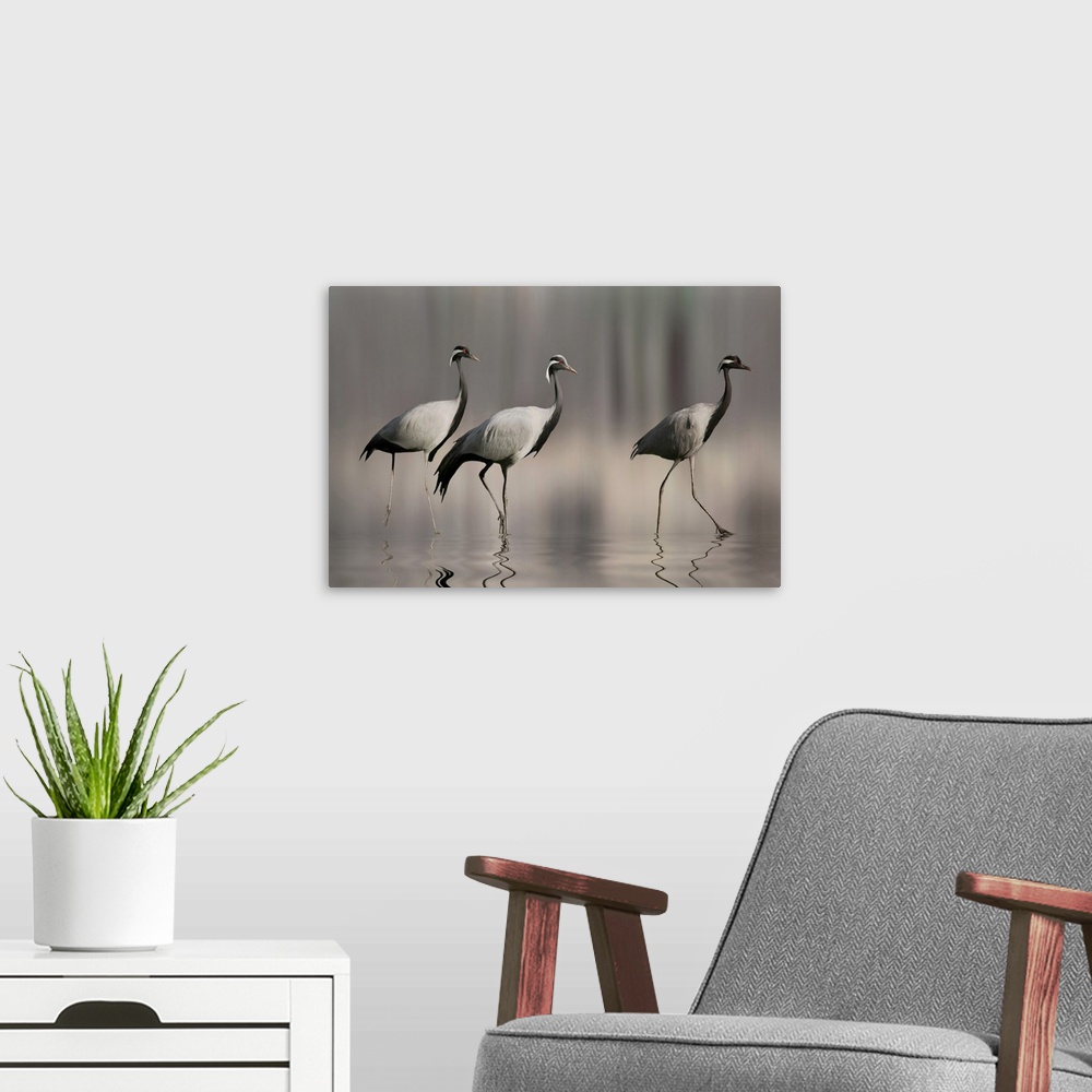 A modern room featuring Three Demoiselle cranes walking in shallow water.