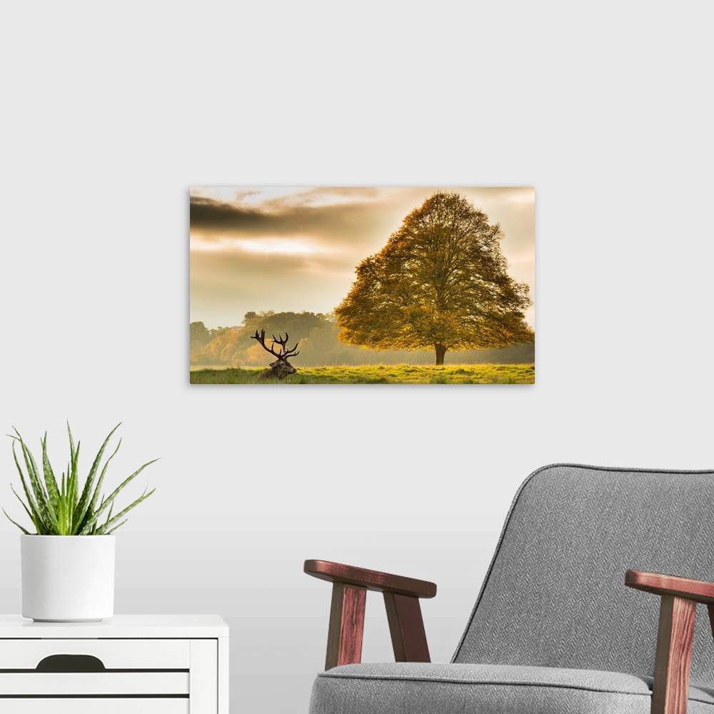A modern room featuring An elk with large antlers resting in the grass next to a tree.