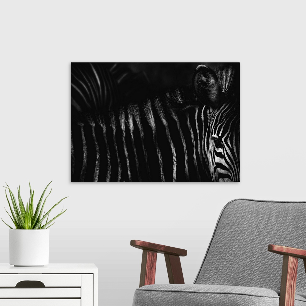 A modern room featuring Black and white photograph of a zebra, highlighting its contrasting striped fur.
