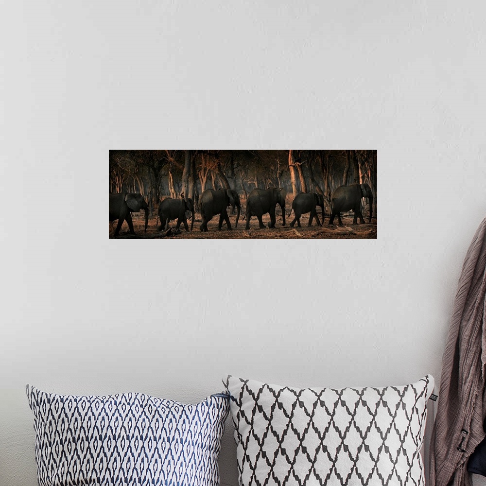 A bohemian room featuring Panoramic photograph of six elephants walking in a straight line through the jungle.