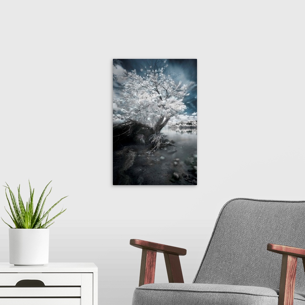 A modern room featuring A fine art photo of a tree with white foliage rooted on the rocky edge of a river.