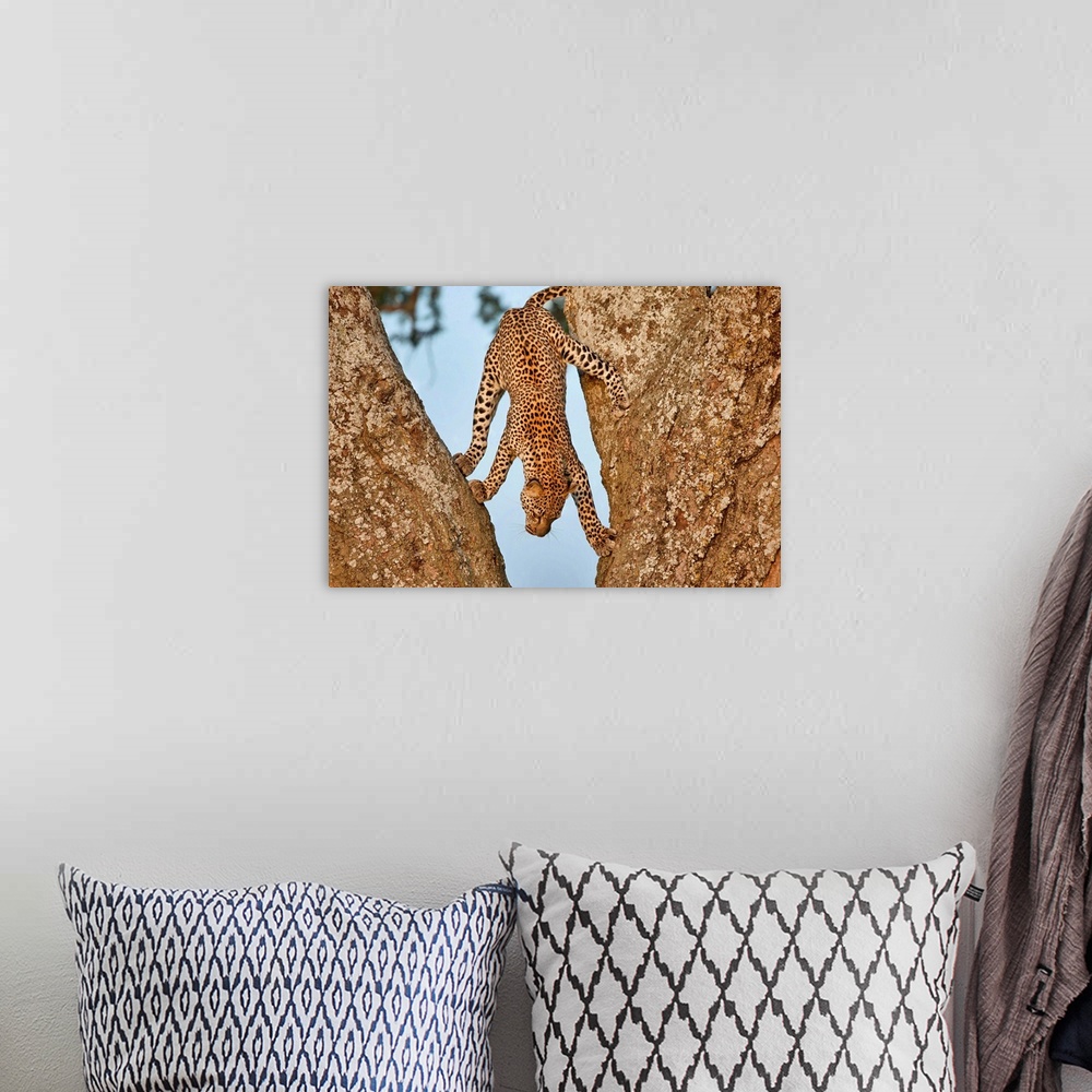 A bohemian room featuring Playful photograph of a leopard climbing down the midlle of two rocks.