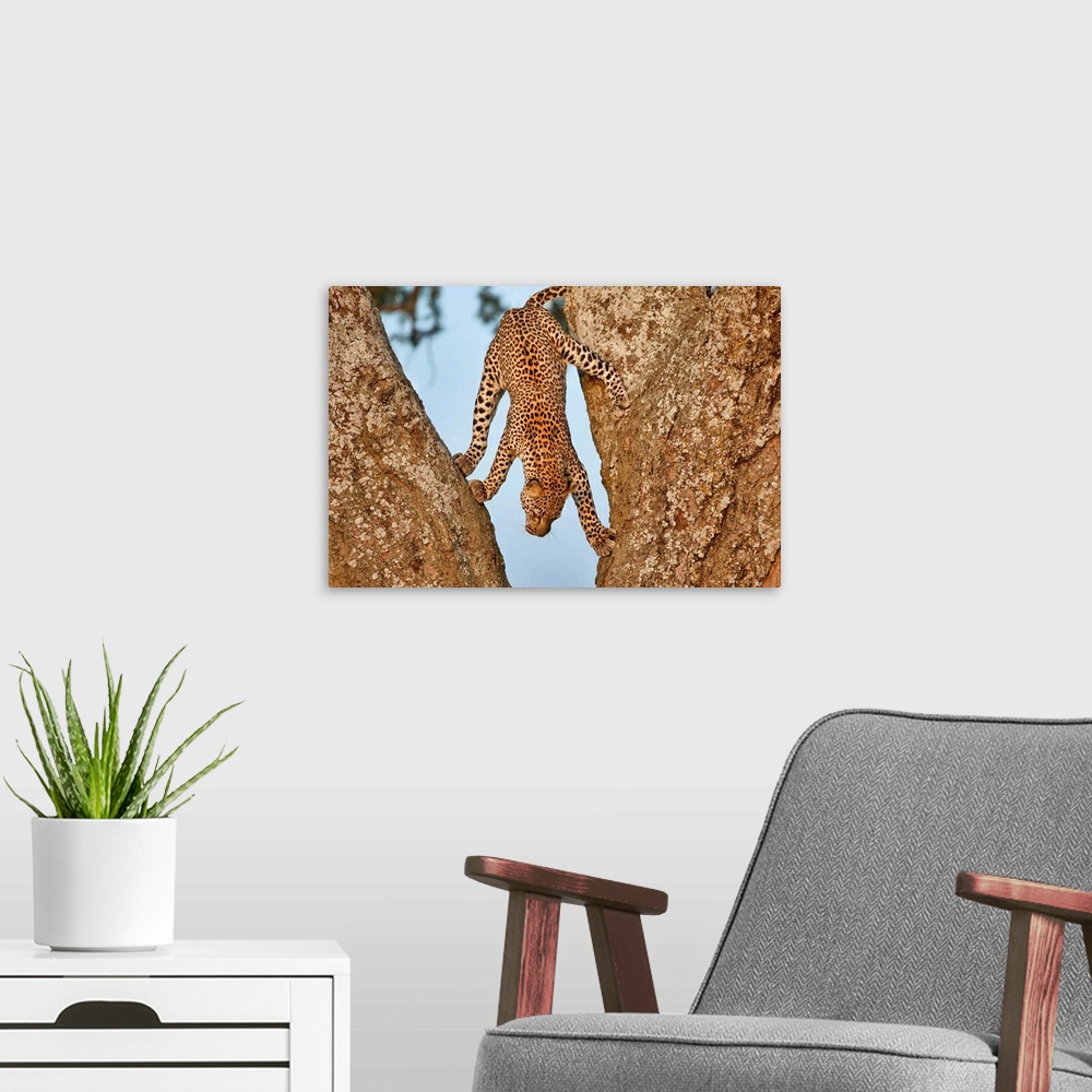 A modern room featuring Playful photograph of a leopard climbing down the midlle of two rocks.