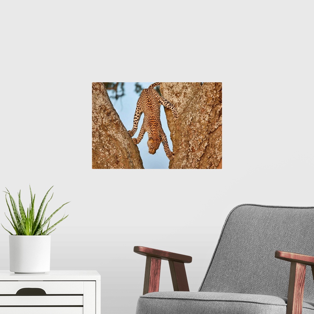 A modern room featuring Playful photograph of a leopard climbing down the midlle of two rocks.