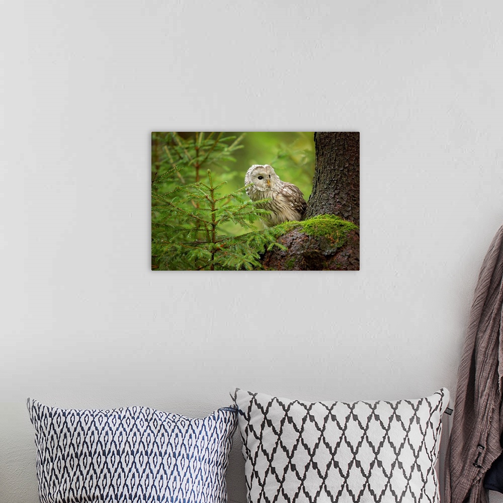 A bohemian room featuring Ural Owl