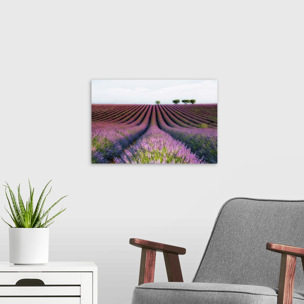 A modern room featuring Countryside fields with rows of lavender.