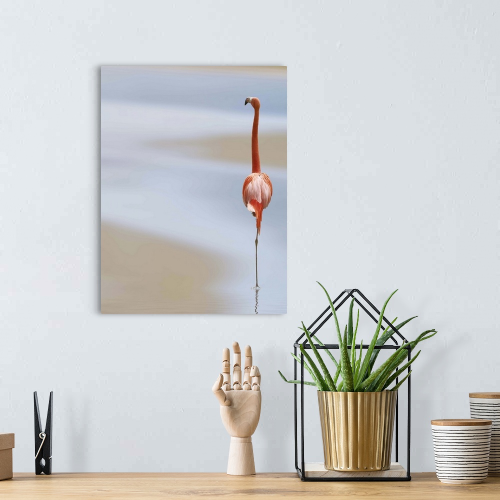 A bohemian room featuring A Caribbean Flamingo stands on one leg in shallow water.