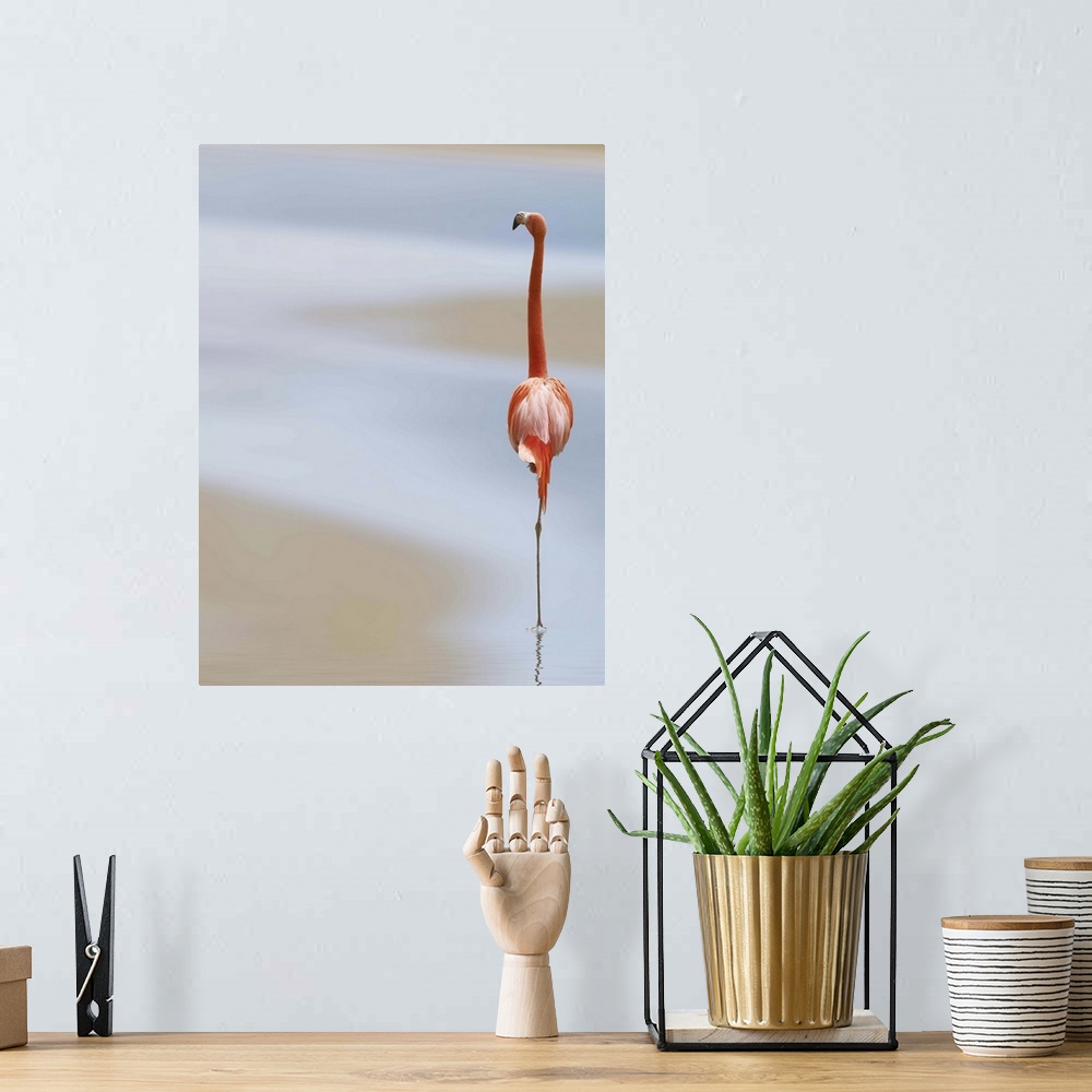 A bohemian room featuring A Caribbean Flamingo stands on one leg in shallow water.