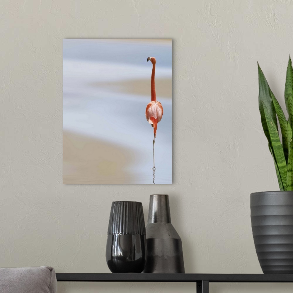 A modern room featuring A Caribbean Flamingo stands on one leg in shallow water.