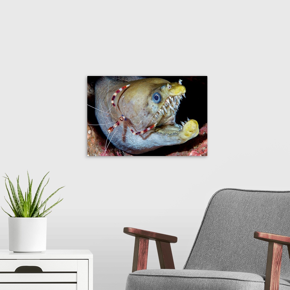 A modern room featuring Viper moray and boxer shrimp