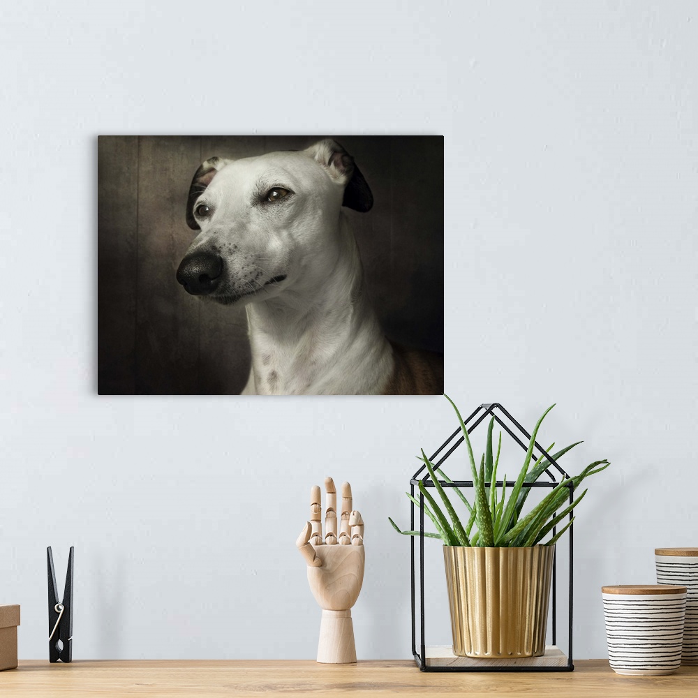 A bohemian room featuring Portrait of a regal Whippet dog with clear brown eyes.