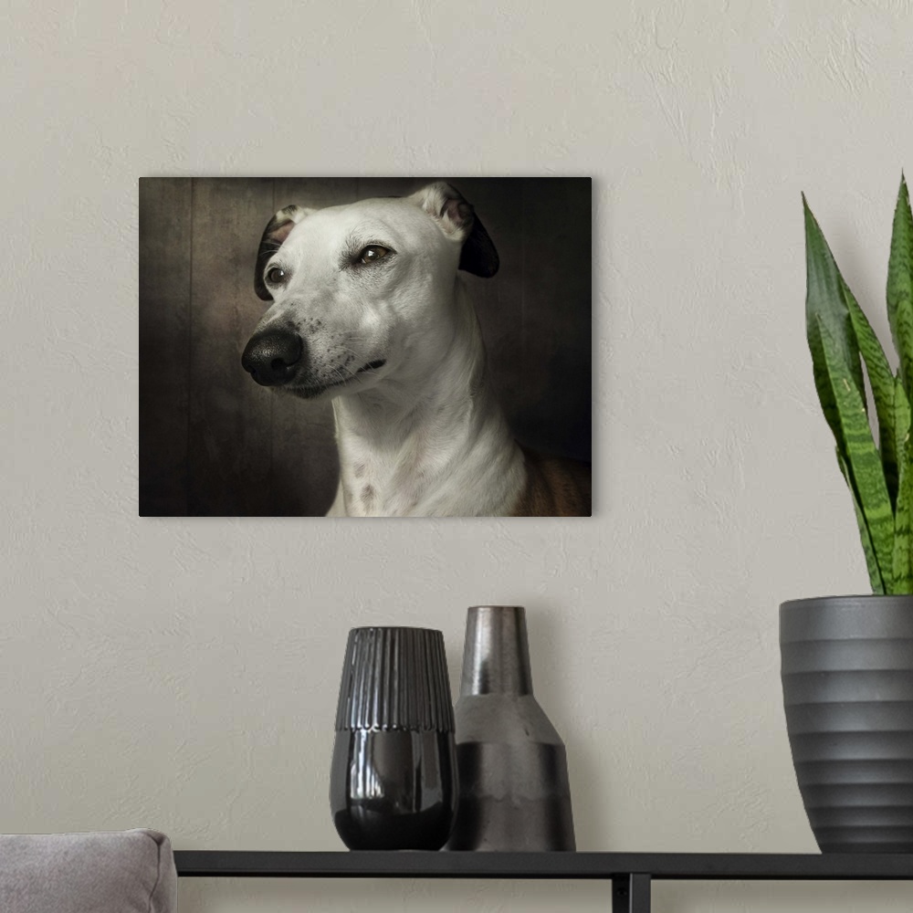 A modern room featuring Portrait of a regal Whippet dog with clear brown eyes.