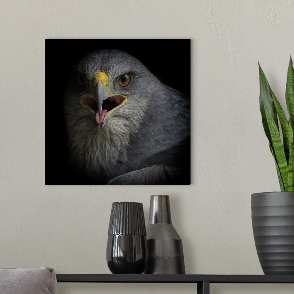 A modern room featuring Close-up view of an eagle with its mouth open about to make a sound.