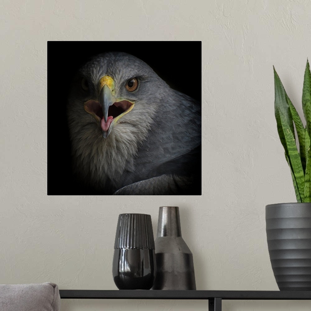 A modern room featuring Close-up view of an eagle with its mouth open about to make a sound.