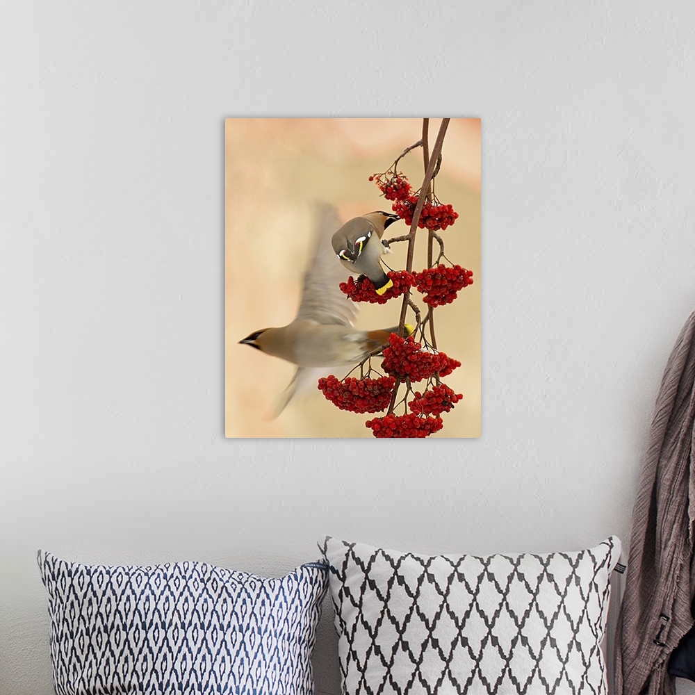 A bohemian room featuring A Cedar Waxwing eats berries hanging from a branch as another flies off.