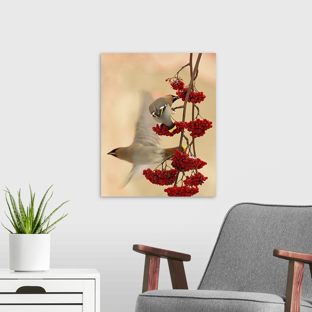 A modern room featuring A Cedar Waxwing eats berries hanging from a branch as another flies off.