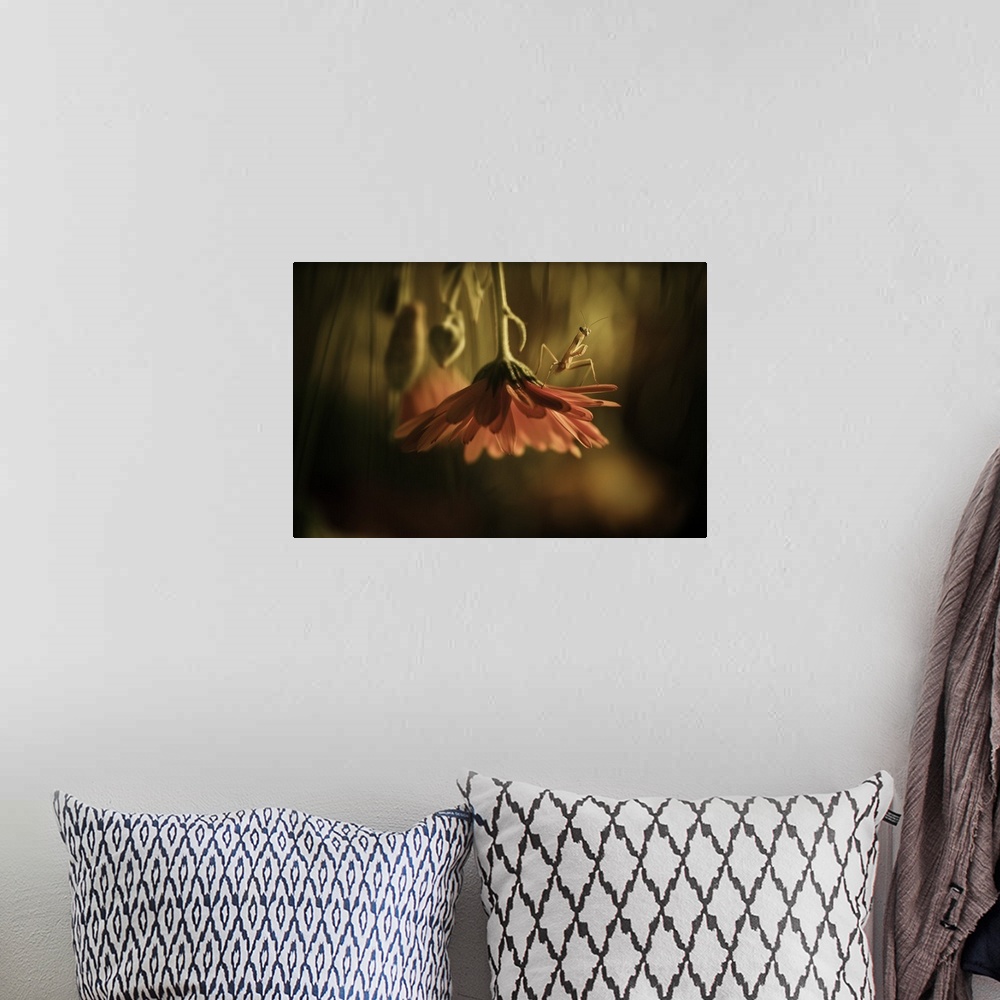 A bohemian room featuring Close up image of a small mantis on the petals of an upside-down flower.