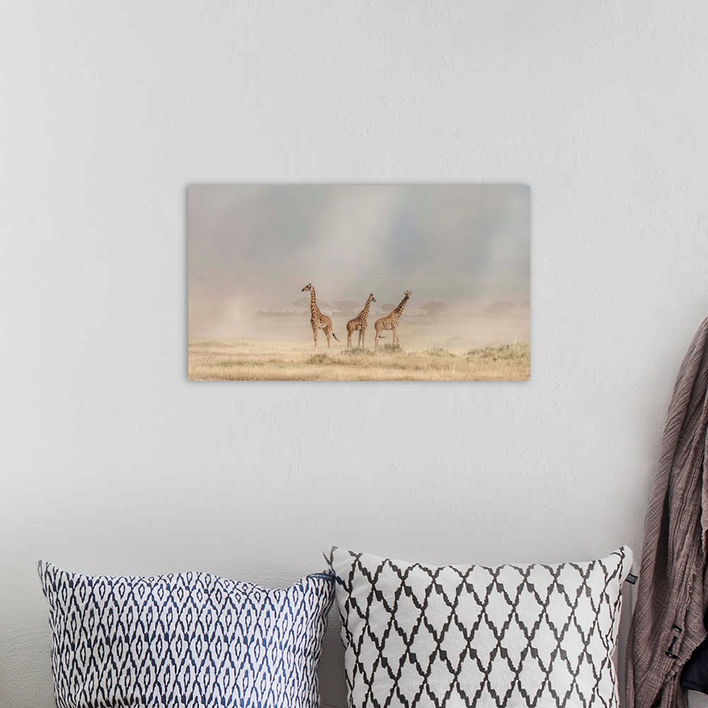 A bohemian room featuring Photograph of three giraffes surrounded by the desert dust.