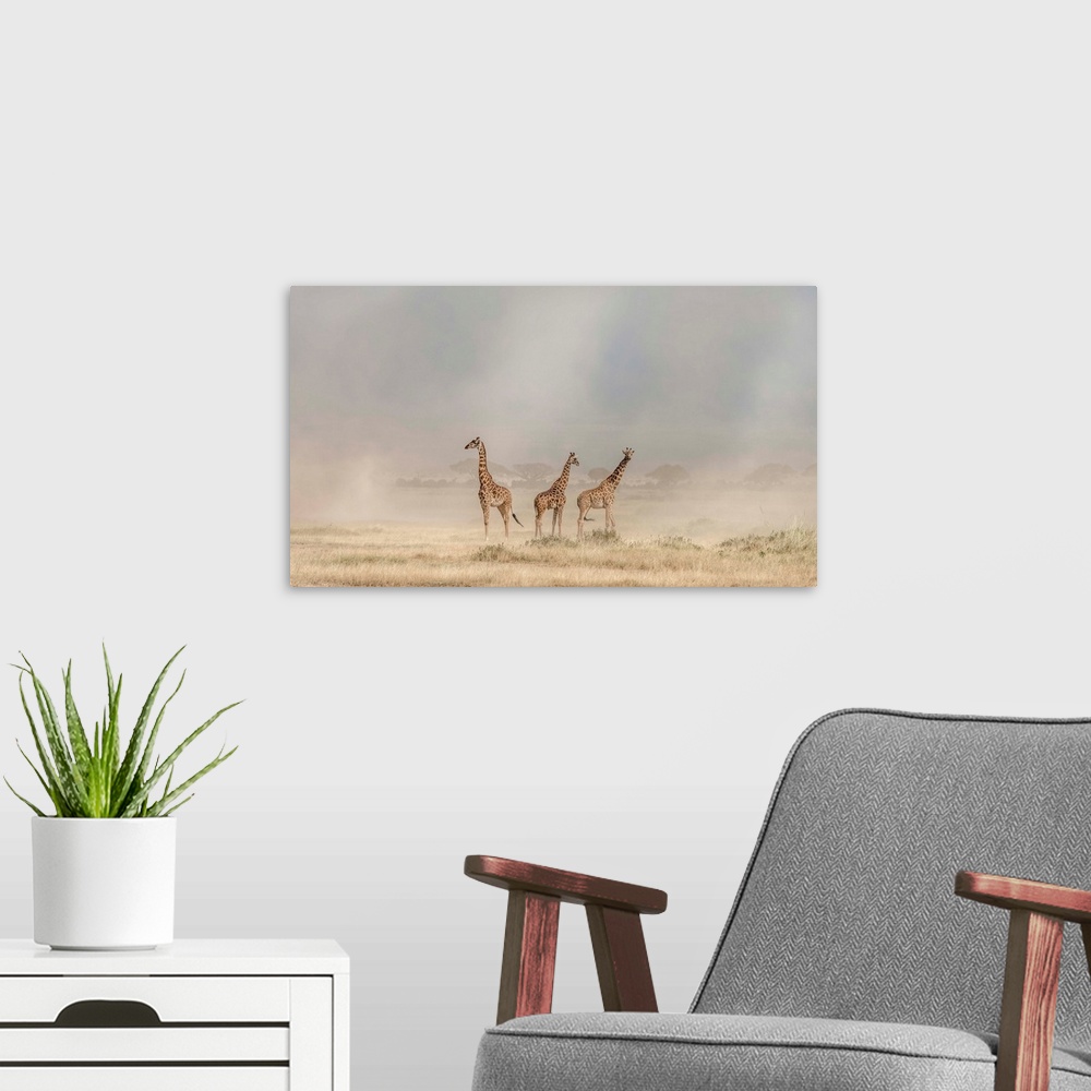 A modern room featuring Photograph of three giraffes surrounded by the desert dust.