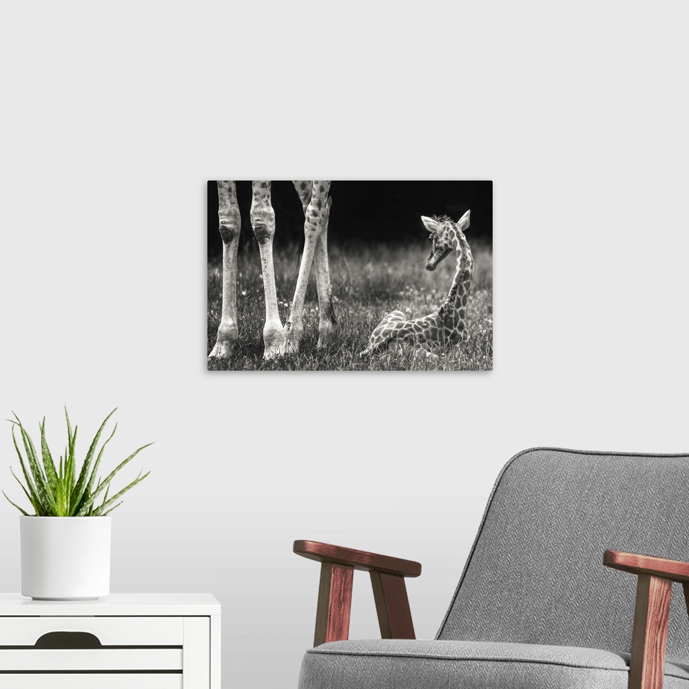 A modern room featuring A newborn baby giraffe laying in the grass next to its mother's legs.