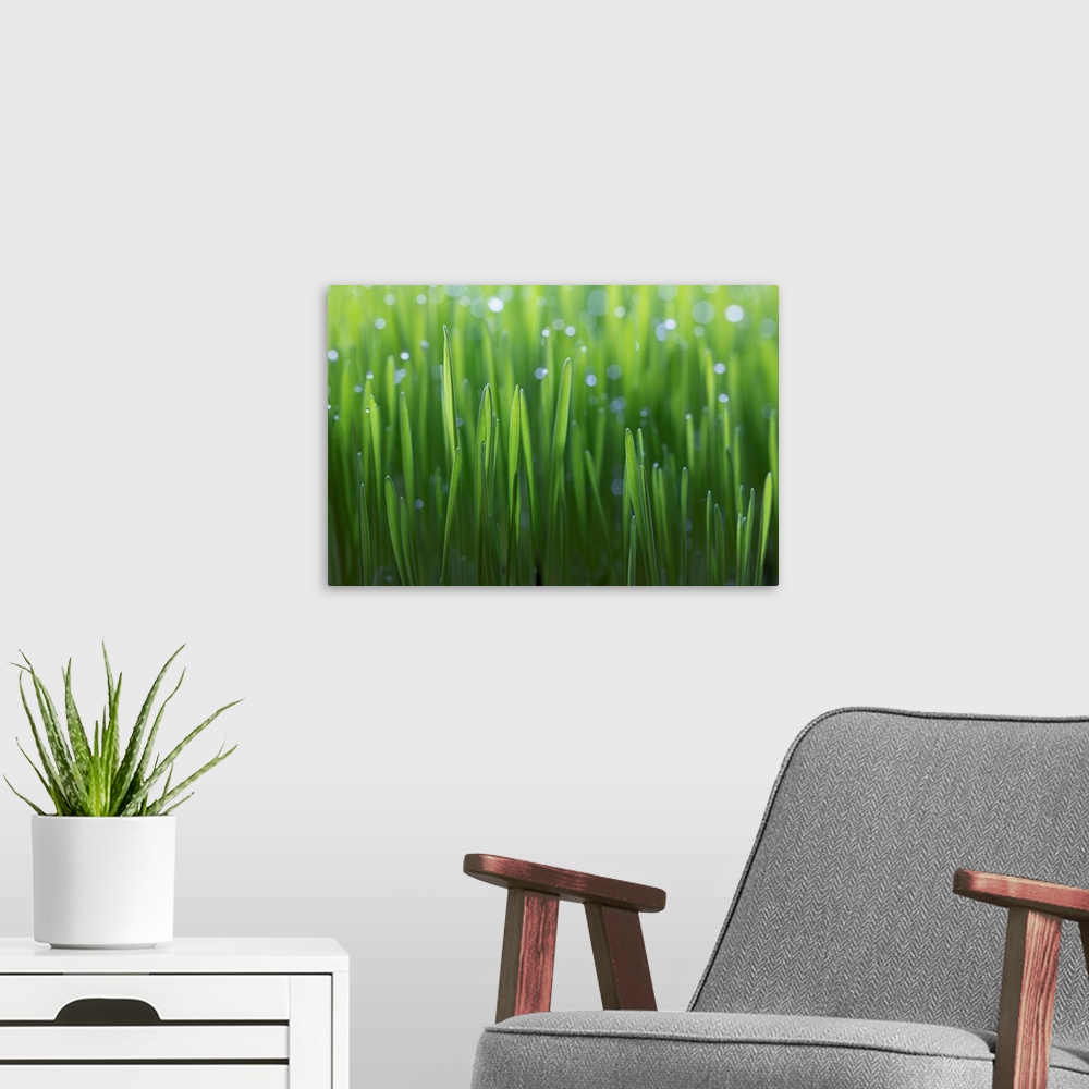 A modern room featuring Wheat