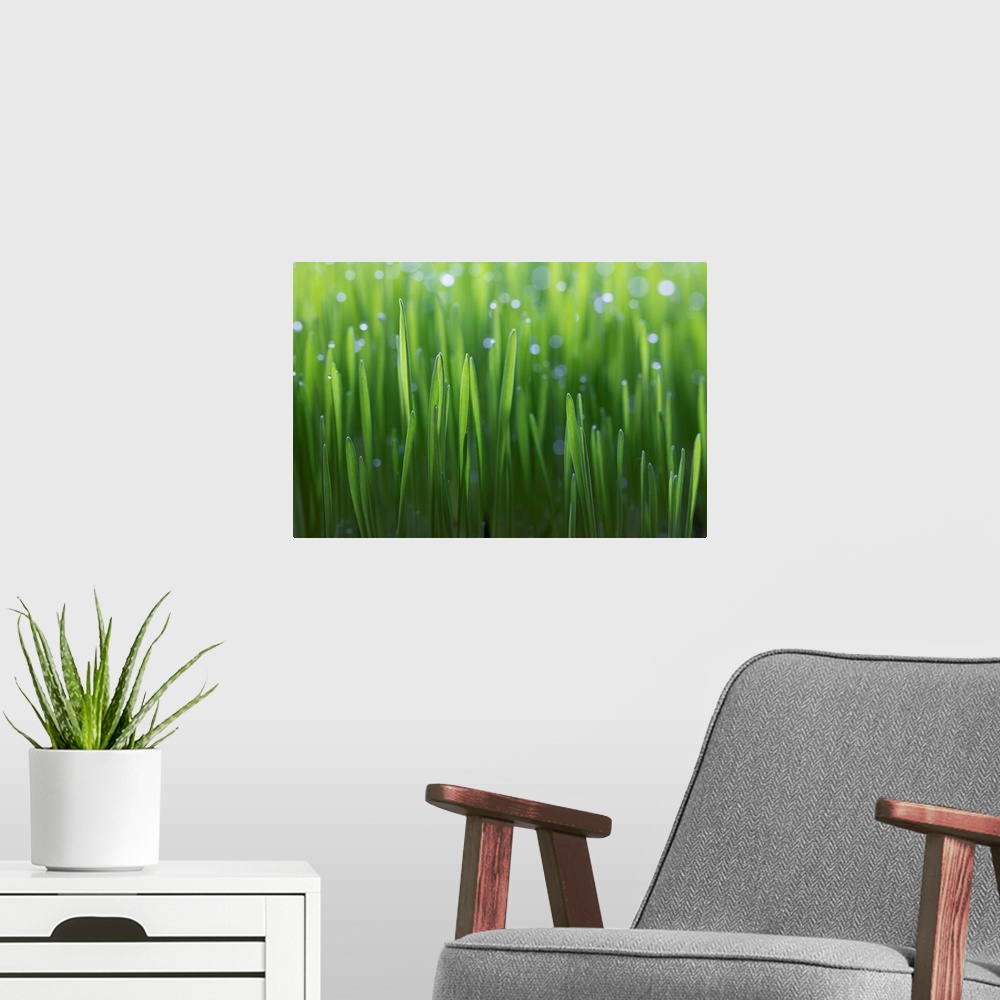 A modern room featuring Wheat