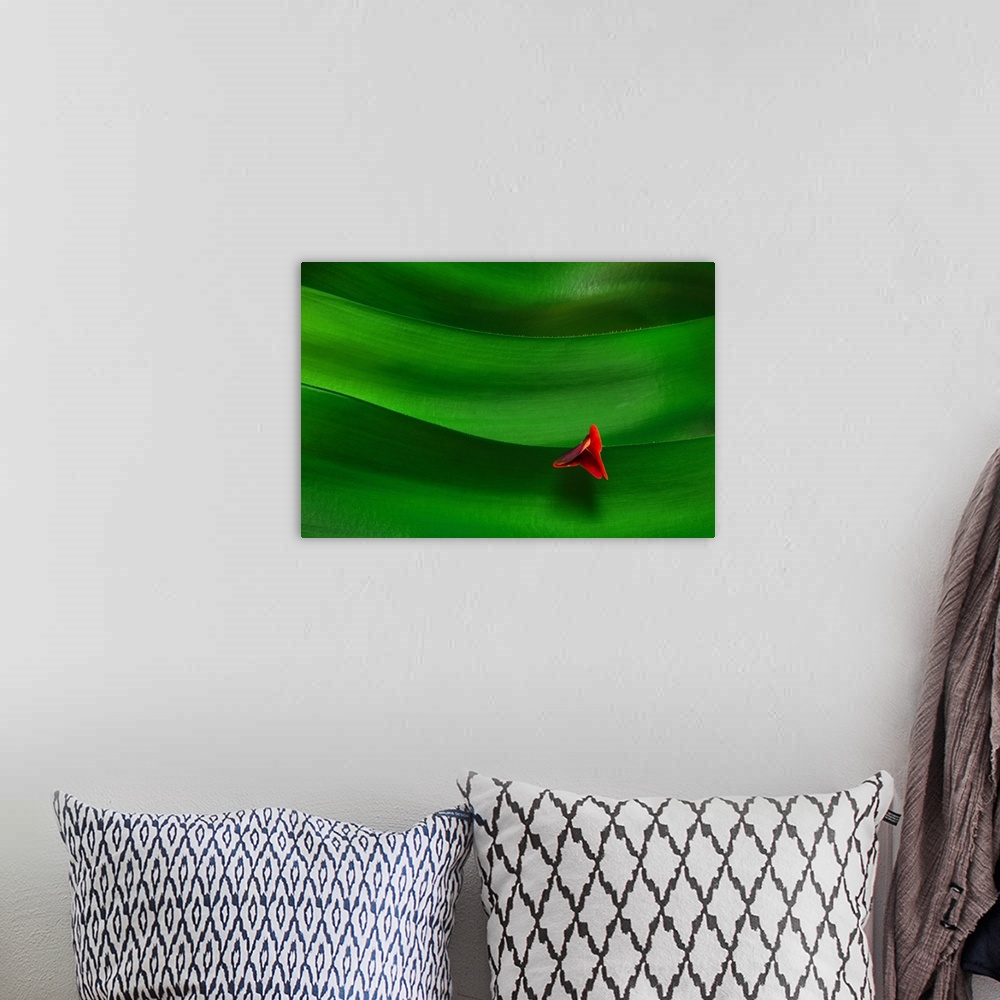 A bohemian room featuring A single red flower blooming on the ridges of a cactus.