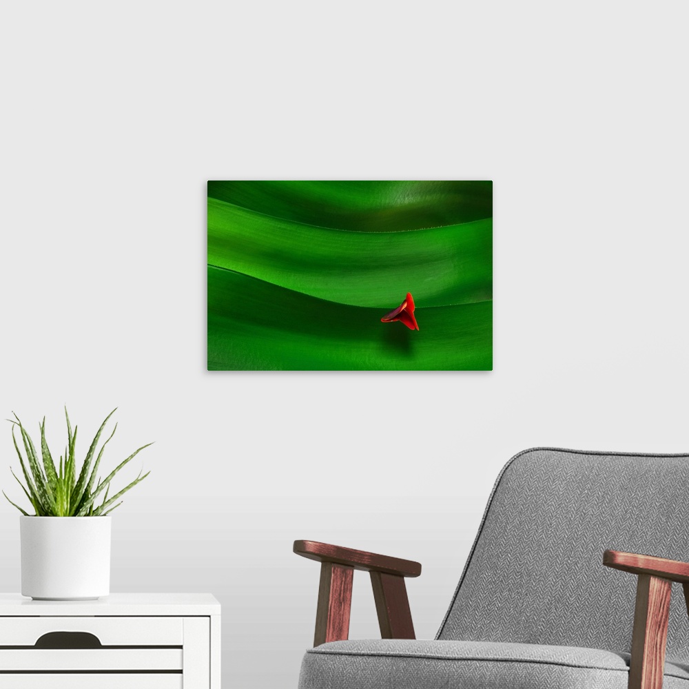 A modern room featuring A single red flower blooming on the ridges of a cactus.