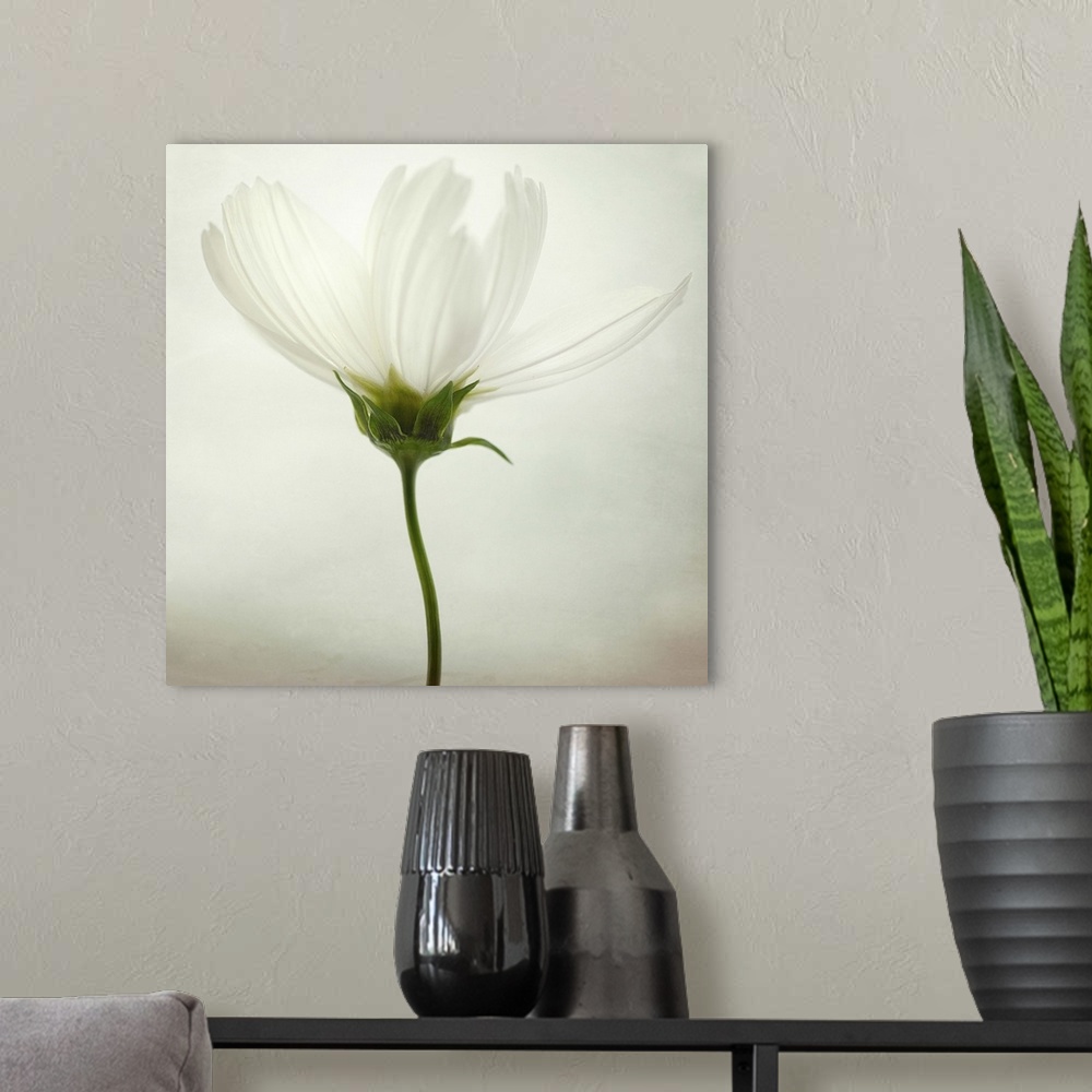 A modern room featuring Fine art photo of a blooming cosmos flower.