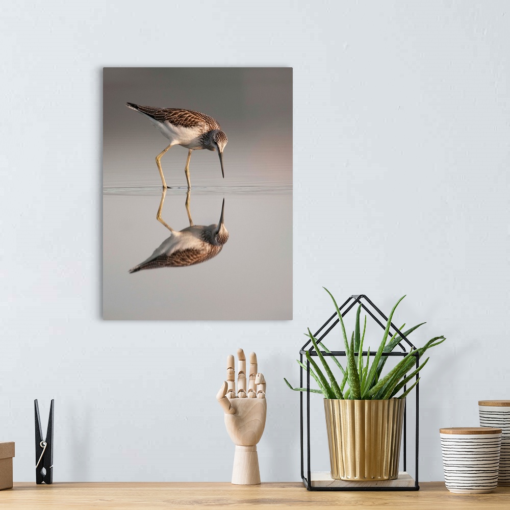 A bohemian room featuring A Common Sandpiper looks at its reflection in the water, Sweden.