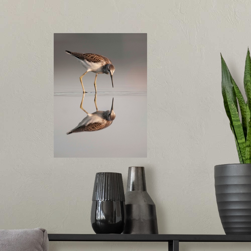 A modern room featuring A Common Sandpiper looks at its reflection in the water, Sweden.