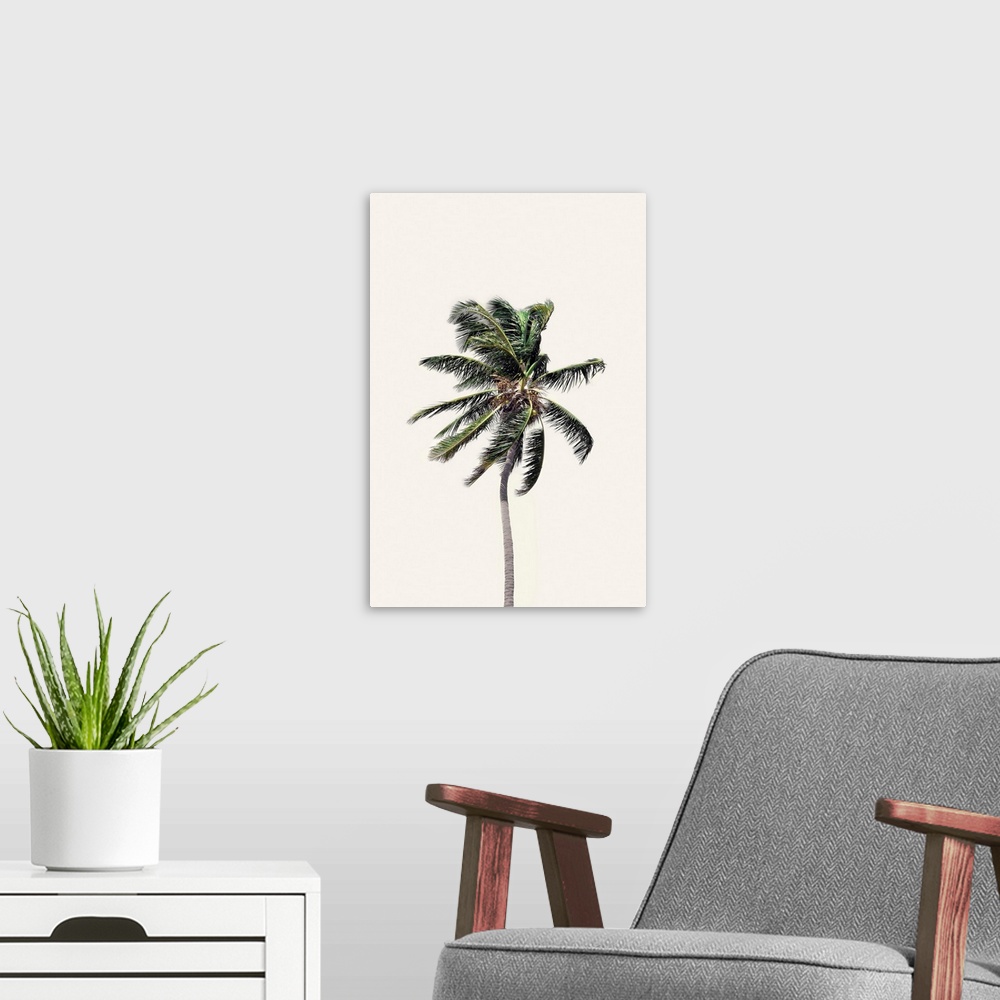 A modern room featuring Windy Palm Tree