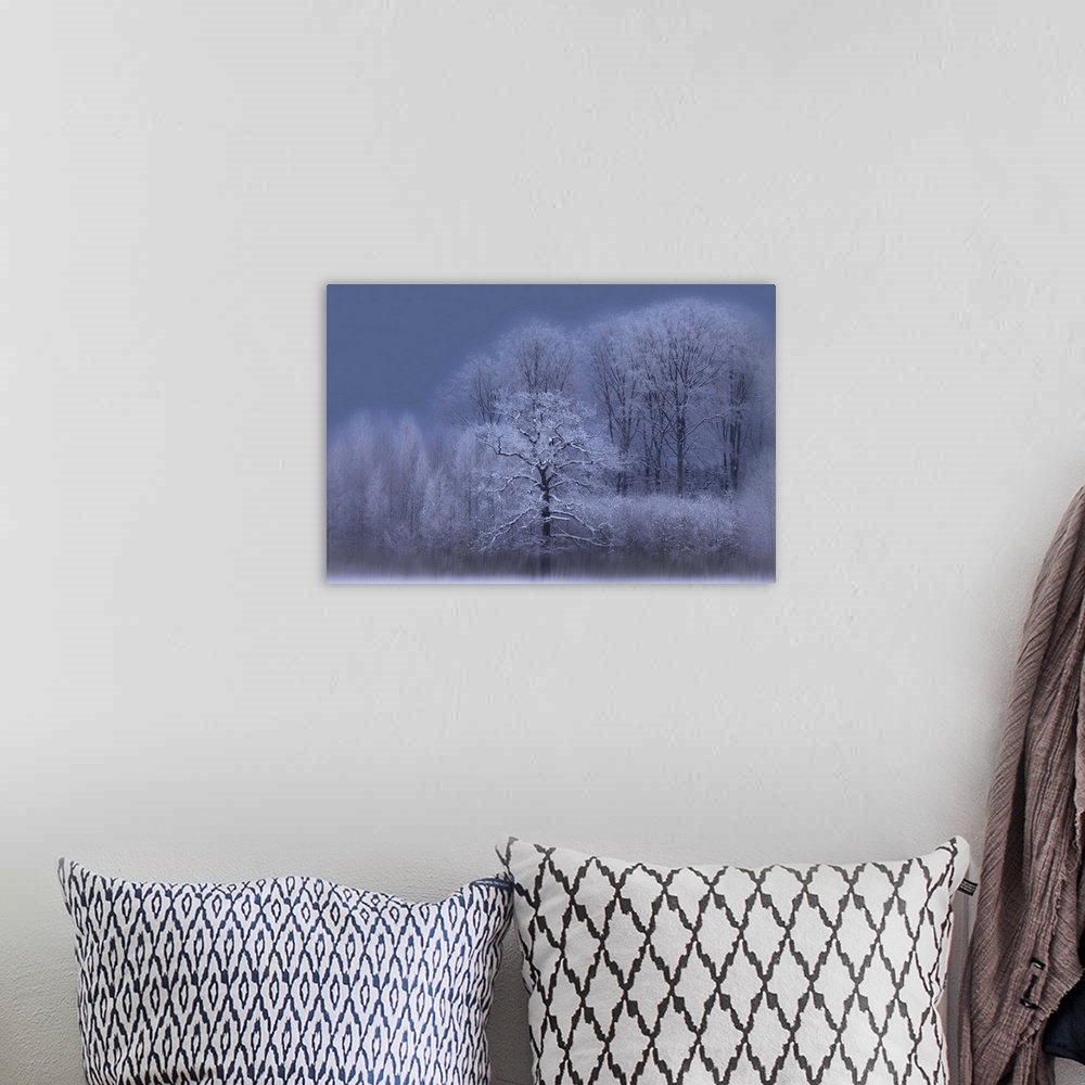 A bohemian room featuring A grove of trees in the winter, with snow covered branches and a dark sky.