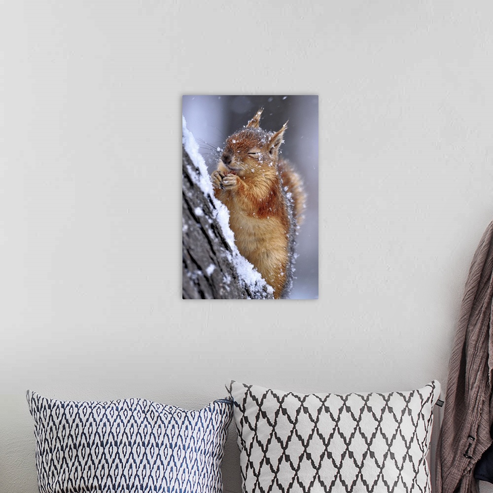A bohemian room featuring Portrait of a red squirrel on a tree in winter, closing its eyes from falling snow.