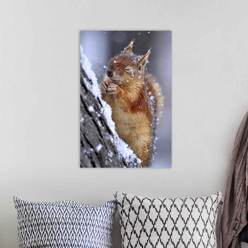 A bohemian room featuring Portrait of a red squirrel on a tree in winter, closing its eyes from falling snow.