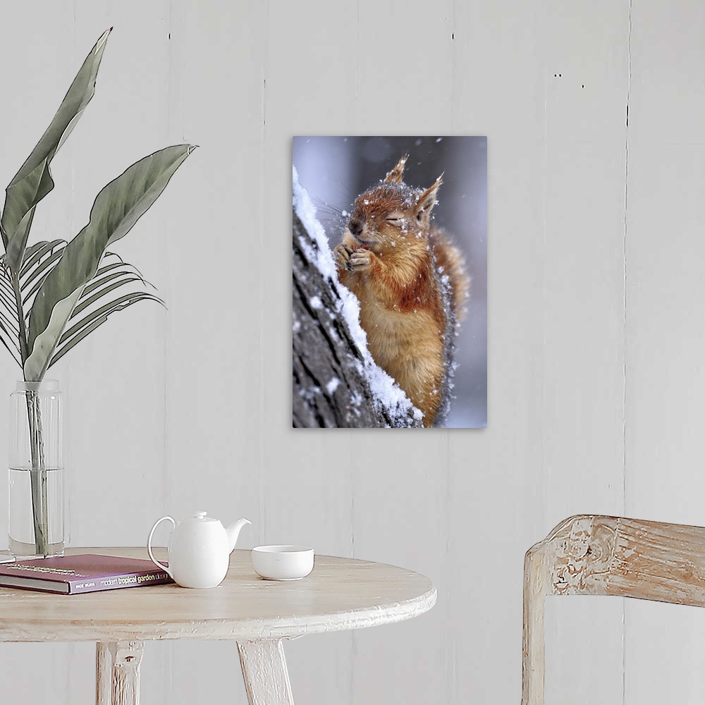 A farmhouse room featuring Portrait of a red squirrel on a tree in winter, closing its eyes from falling snow.