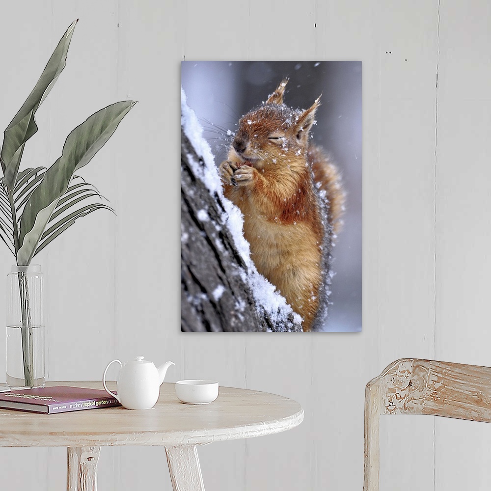 A farmhouse room featuring Portrait of a red squirrel on a tree in winter, closing its eyes from falling snow.