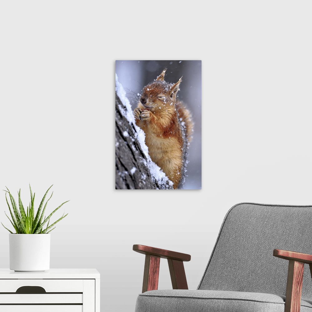 A modern room featuring Portrait of a red squirrel on a tree in winter, closing its eyes from falling snow.
