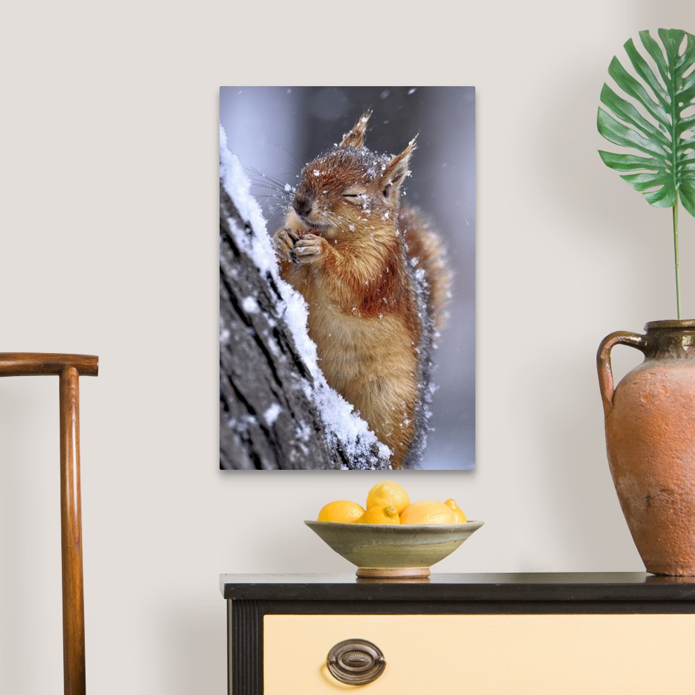 A traditional room featuring Portrait of a red squirrel on a tree in winter, closing its eyes from falling snow.