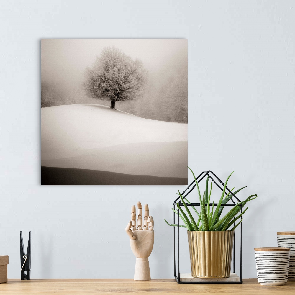 A bohemian room featuring Tree with full branches alone on a hill covered in snow in the winter.