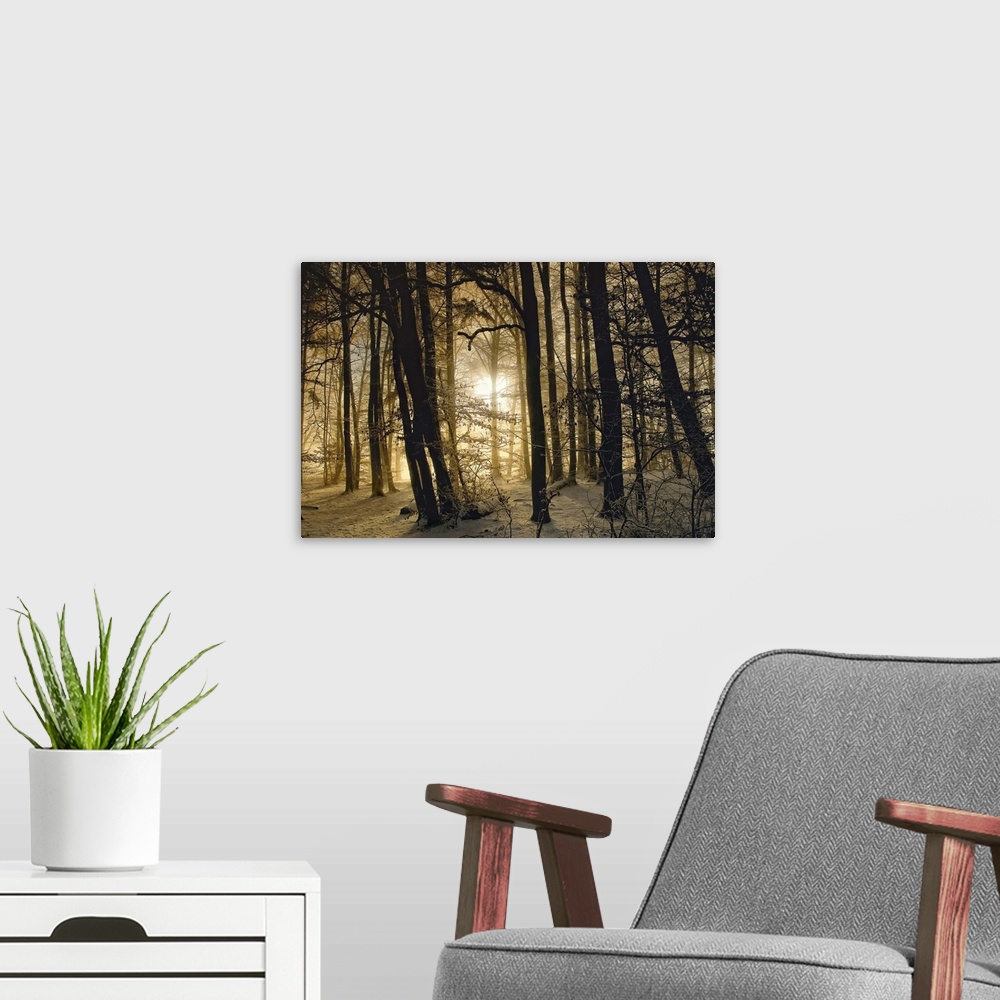 A modern room featuring The dawning sun shining through a forest with snow on the ground on a winter morning.