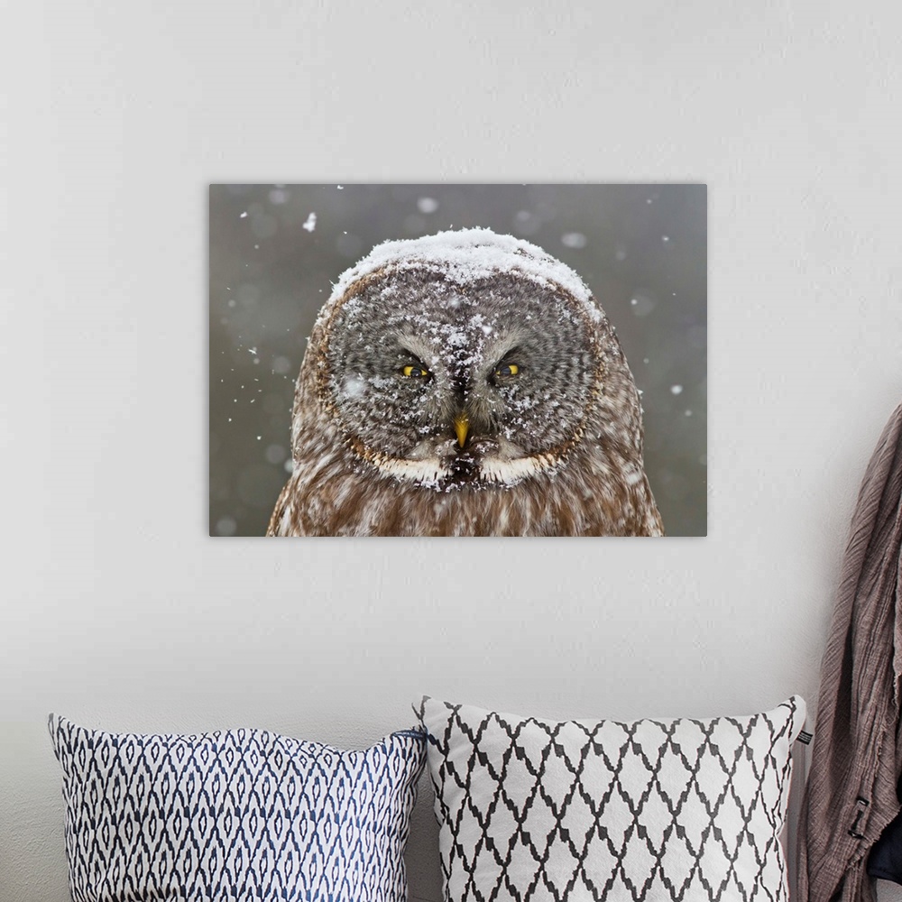 A bohemian room featuring A portrait of an owl sitting still outdoors while snow gently falls from the sky onto him.