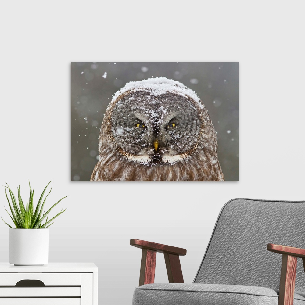 A modern room featuring A portrait of an owl sitting still outdoors while snow gently falls from the sky onto him.