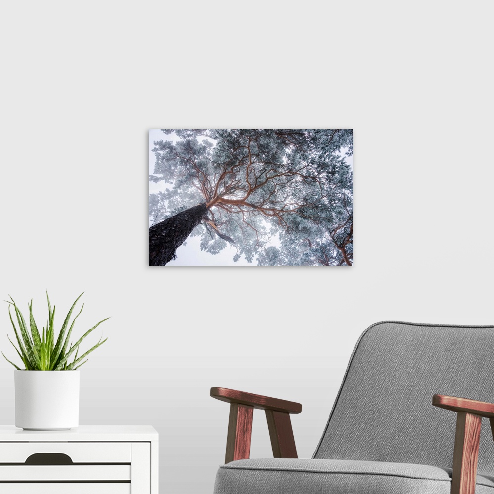 A modern room featuring Winter in the foggy forest.