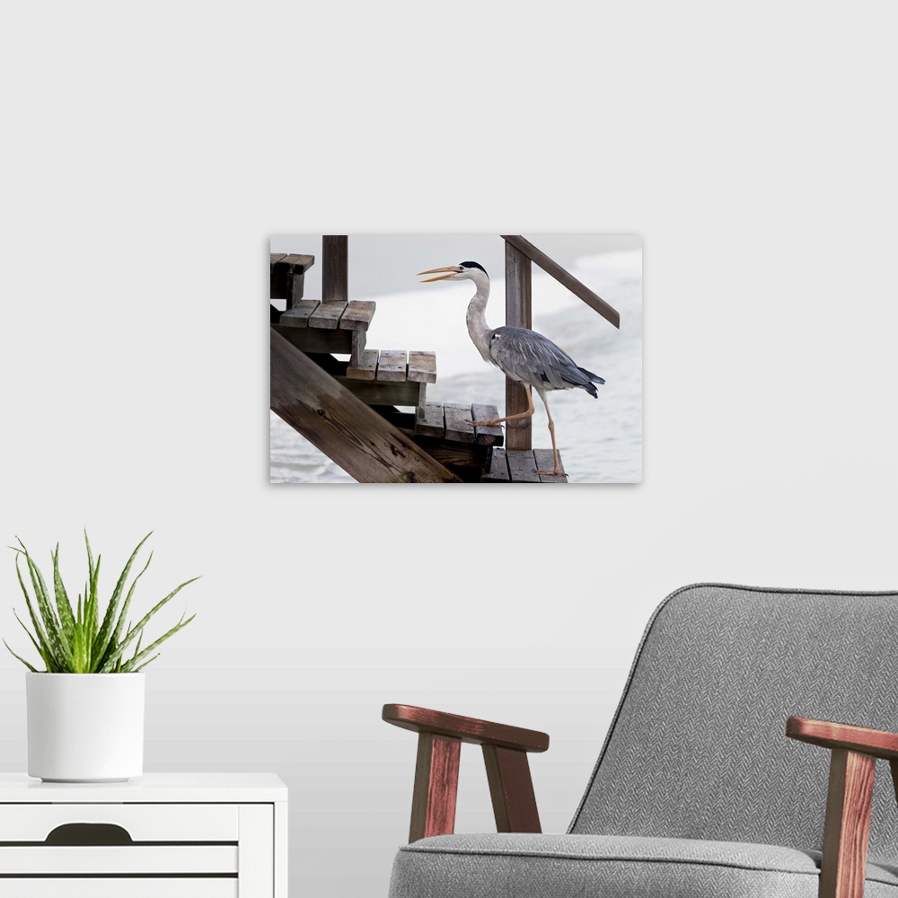 A modern room featuring Grey Heron walking up wooden steps near the ocean.
