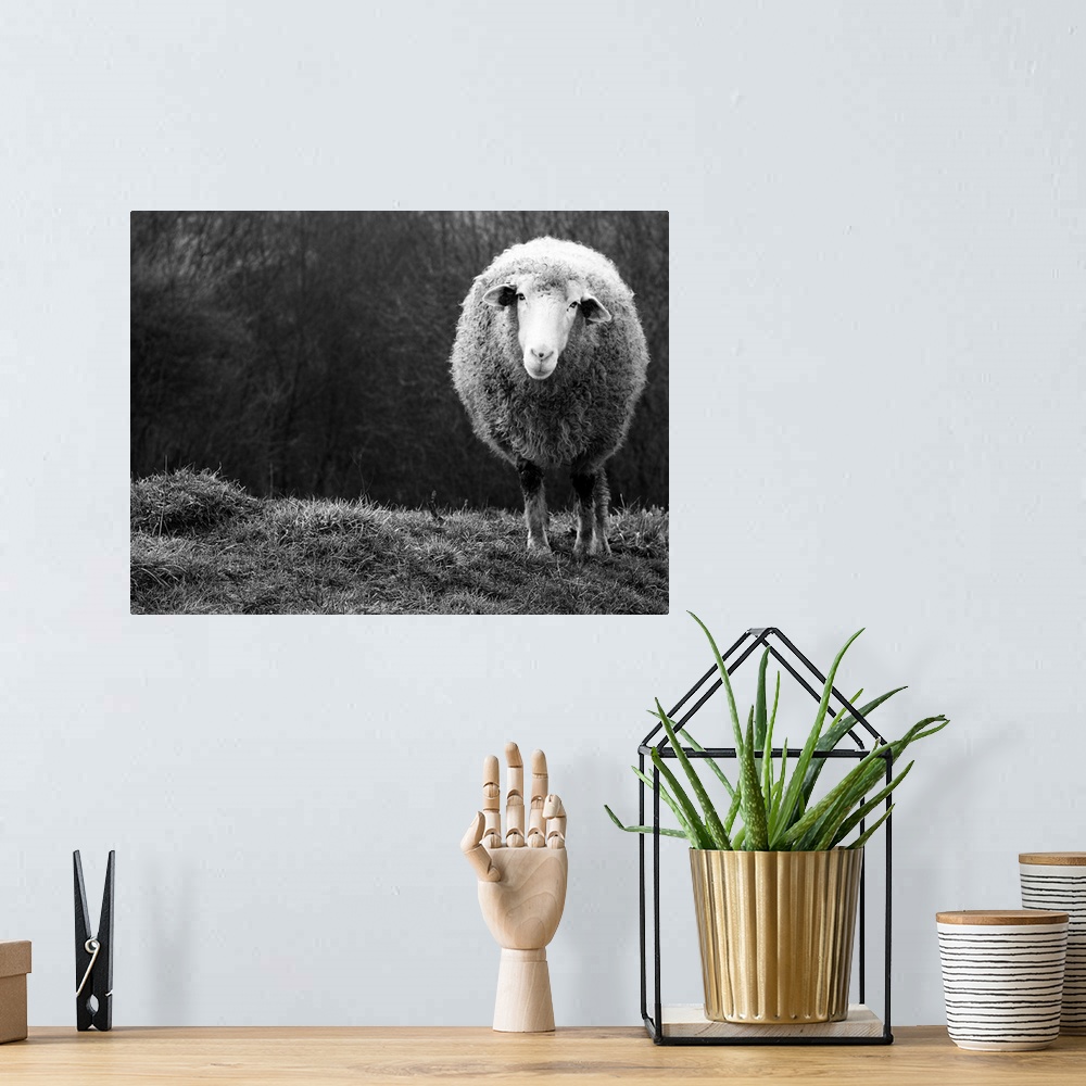 A bohemian room featuring A black and white photograph of a sheep.